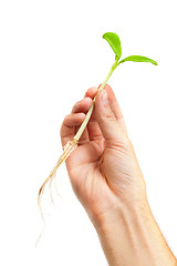 Image showing Male hand hold a small sprout and an earth handful