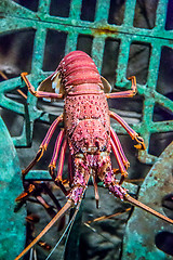 Image showing alive lobster in an aquarium