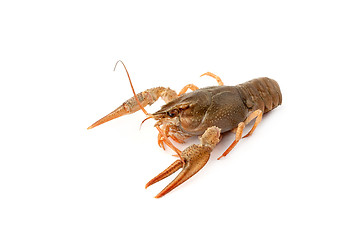 Image showing River raw crayfish