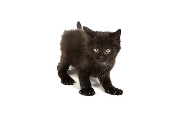 Image showing Cute black kitten on  a white background