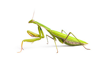 Image showing Mantis isolated on a white background