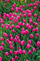 Image showing Multicolored flower  tulip field in Holland