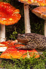 Image showing Toad is sitting on amanita