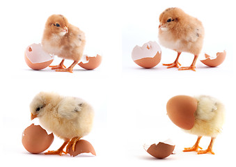 Image showing The set of yellow small chicks with egg