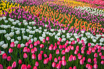 Image showing Multicolored flower  tulip field in Holland