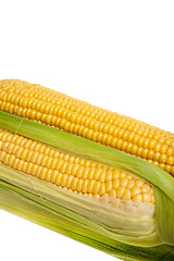 Image showing Fresh uncooked corn on the cob