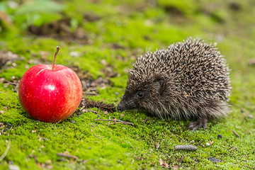 Image showing Wild Hedgehog is looking for a food