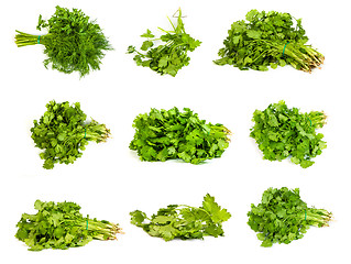 Image showing set of Fresh branches of green dill and Parsley tied isolated