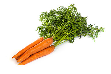 Image showing Bunch of fresh carrot isolated on white