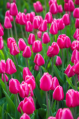 Image showing Multicolored flower  tulip field in Holland