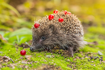 Image showing Wild Hedgehog is looking for a food