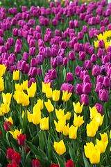 Image showing Multicolored flower  tulip field in Holland