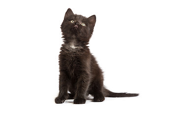 Image showing Cute black kitten on  a white background