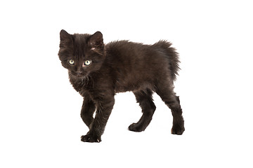 Image showing Cute black kitten on  a white background