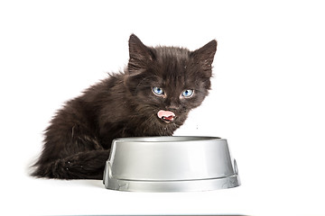 Image showing Black kitten drinks milk, on a white background