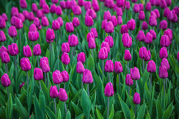 Image showing Multicolored flower  tulip field in Holland