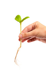 Image showing Male hand hold a small sprout and an earth handful