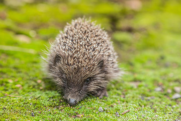 Image showing Wild Hedgehog is looking for a food