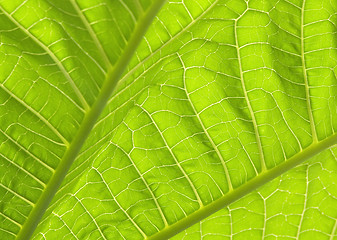 Image showing Green leaves I