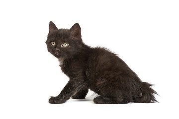 Image showing Cute black kitten on  a white background