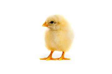 Image showing The yellow chick on a white background