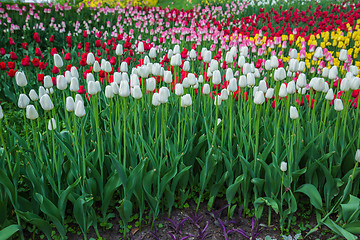 Image showing Multicolored flower  tulip field in Holland