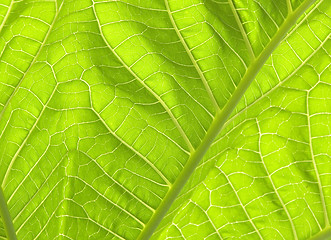 Image showing Green leaves II