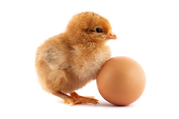 Image showing The yellow small chicks with an egg