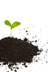 Image showing Heap dirt with a green plant sprout isolated