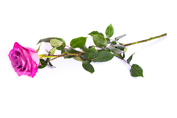 Image showing One fresh pink rose  over white background