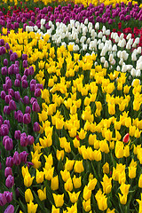 Image showing Multicolored flower  tulip field in Holland