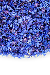 Image showing Beautiful spring flowers blue cornflower on background