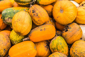 Image showing Pumpkins in pumpkin patch waiting to be sold