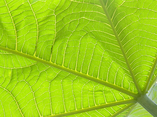 Image showing Green leaves III