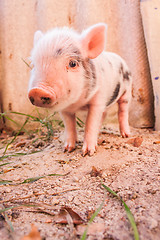 Image showing Close-up of a cute muddy piglet running around outdoors on the f