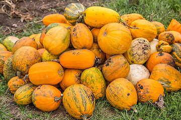 Image showing Pumpkins in pumpkin patch waiting to be sold