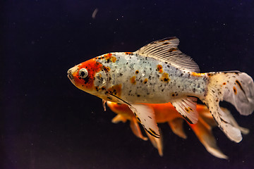 Image showing Ttropical freshwater aquarium with goldfishes