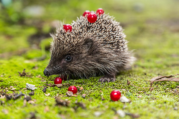 Image showing Wild Hedgehog is looking for a food