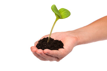 Image showing Male hand hold a small sprout and an earth handful