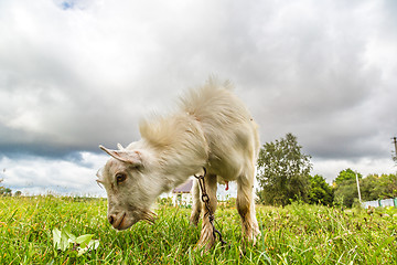 Image showing Portrait of a funny goat looking to a camera over blue sky backg