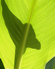 Image showing Green leaves IV