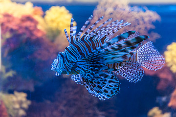 Image showing Close up view of a venomous Red lionfish