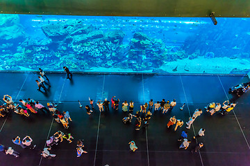 Image showing Largest aquarium of the world in Dubai Mall