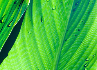 Image showing Green leaves V