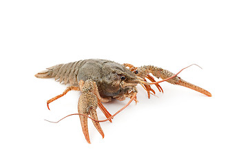 Image showing River raw crayfish