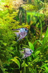 Image showing Freshwater aquarium with fish pterophyllum scalare