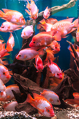 Image showing Ttropical freshwater aquarium with fishes