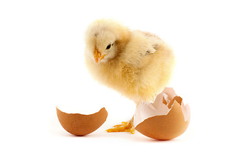 Image showing The yellow small chicks with an egg