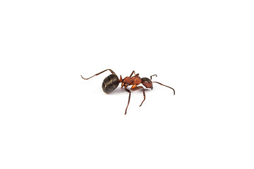 Image showing Ant isolated on white background