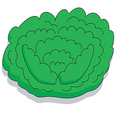 Image showing Cabbage